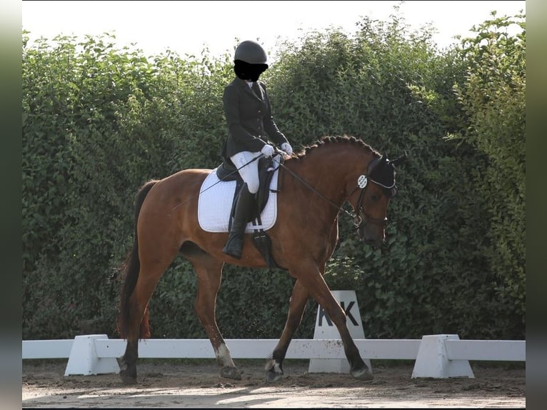 Freiberger Gelding 10 years 15,3 hh Brown in Altötting