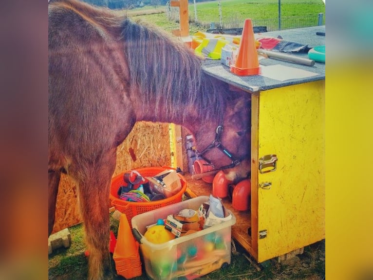 Freiberger Gelding 10 years 15,3 hh Brown in Altötting