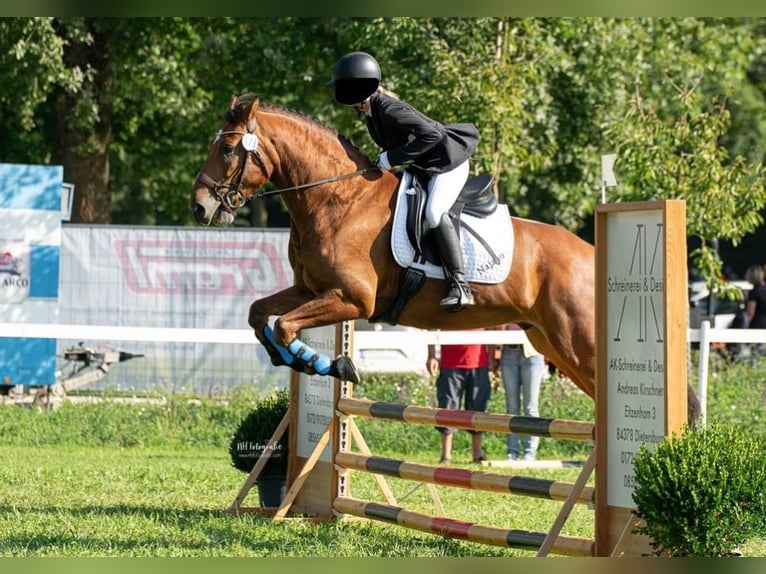 Freiberger Gelding 10 years 15,3 hh Brown in Altötting