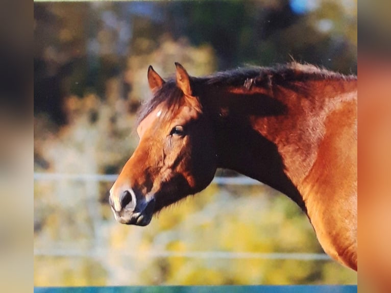 Freiberger Gelding 10 years 16 hh Brown in Birkenfeld