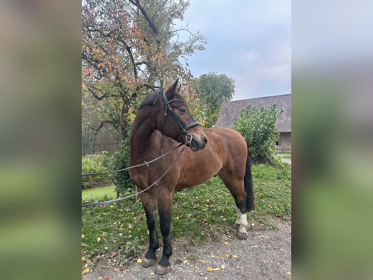 Freiberger Gelding 10 years 16 hh Brown in Mosbach