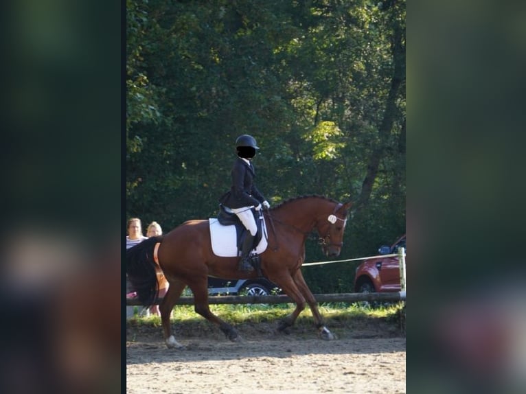 Freiberger Gelding 10 years 16 hh Brown in Altötting