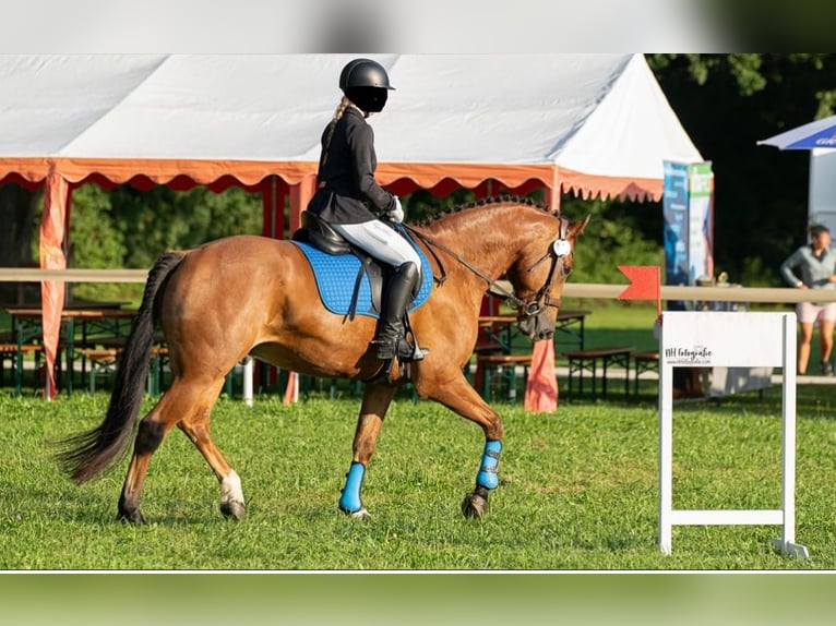 Freiberger Gelding 10 years 16 hh Brown in Altötting