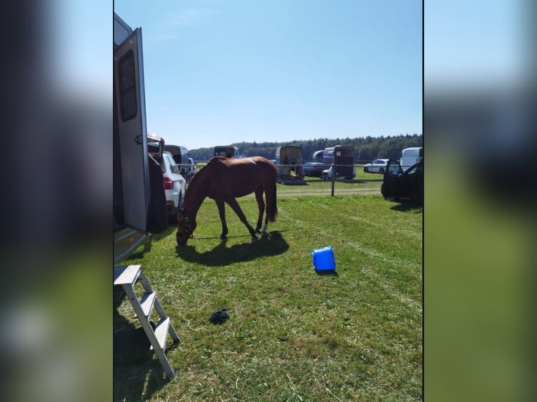 Freiberger Gelding 10 years 16 hh Brown in Altötting