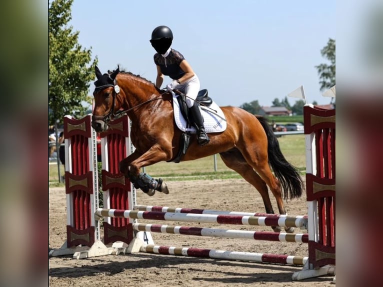 Freiberger Gelding 10 years 16 hh Brown in Altötting