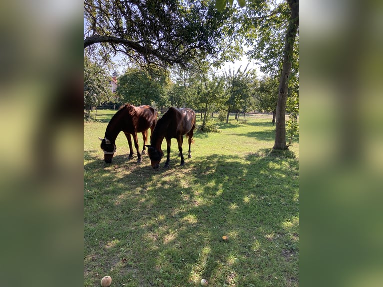 Freiberger Gelding 10 years 16 hh in Neuried