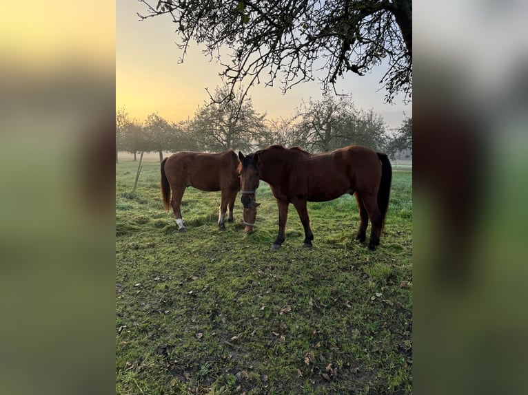 Freiberger Gelding 10 years 16 hh in Neuried