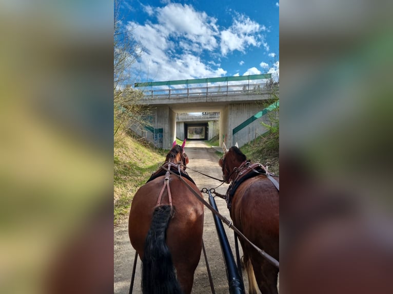 Freiberger Gelding 11 years 14,3 hh Brown in Aystetten