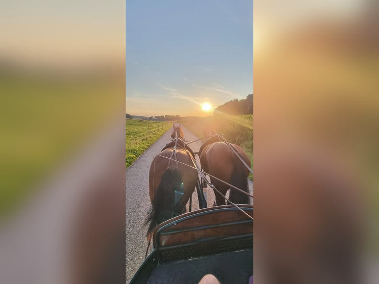 Freiberger Gelding 11 years 14,3 hh Brown in Aystetten
