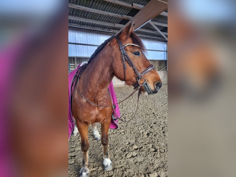 Freiberger Gelding 11 years 14,3 hh Brown in Aystetten