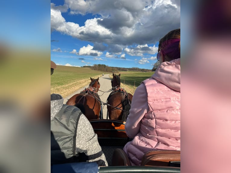 Freiberger Gelding 11 years 14,3 hh Brown in Aystetten