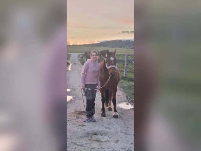 Freiberger Gelding 11 years 14,3 hh Brown in Aystetten