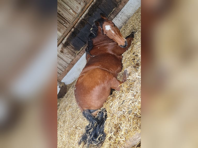Freiberger Gelding 11 years 14,3 hh Brown in Aystetten
