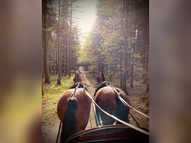 Freiberger Gelding 11 years 14,3 hh Brown in Aystetten