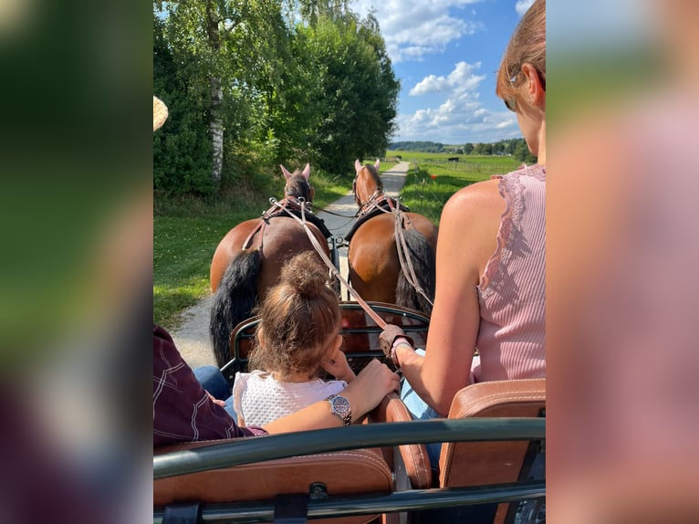 Freiberger Gelding 11 years 14,3 hh Brown in Aystetten