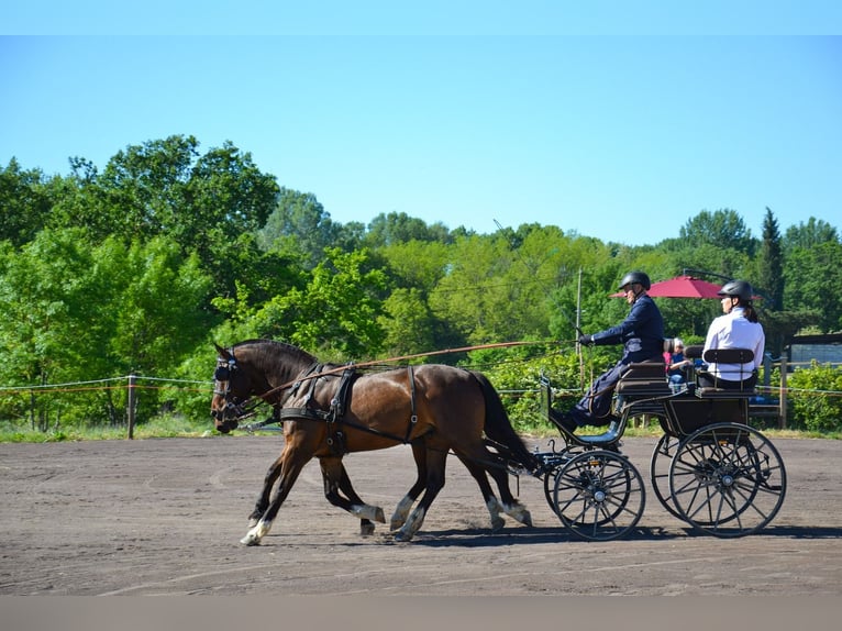 Freiberger Gelding 11 years 15,3 hh Smoky-Black in st julien les rosiers