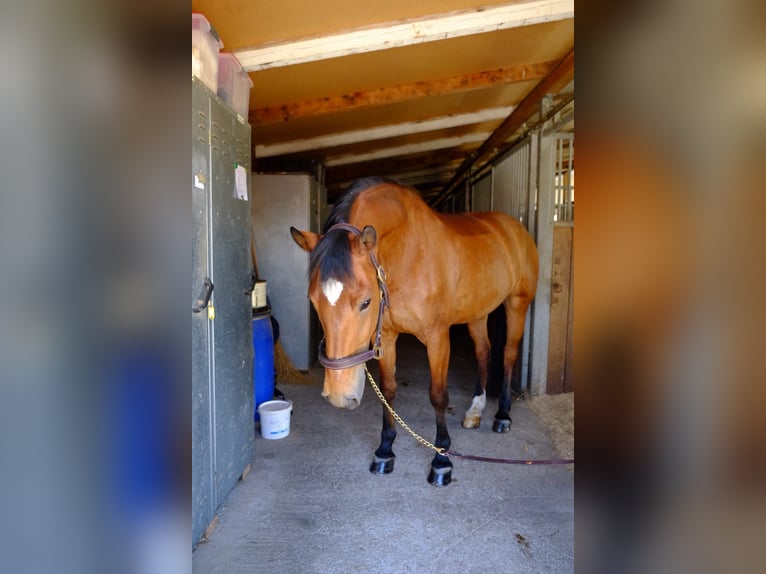 Freiberger Gelding 11 years 15,1 hh Brown in Dietikon