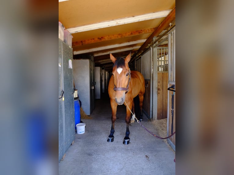 Freiberger Gelding 11 years 15,1 hh Brown in Dietikon
