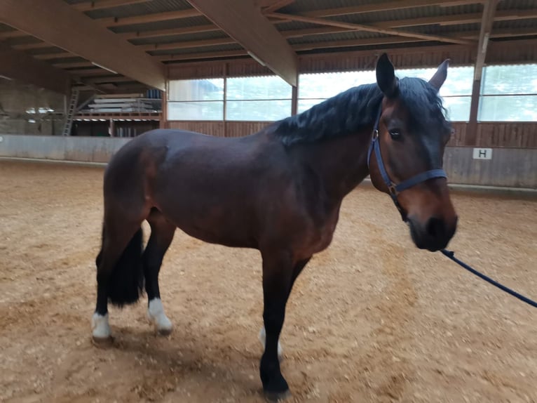 Freiberger Gelding 11 years 15,2 hh Bay-Dark in Bopfingen