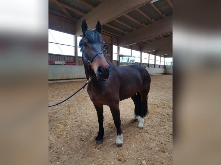Freiberger Gelding 11 years 15,2 hh Bay-Dark in Bopfingen