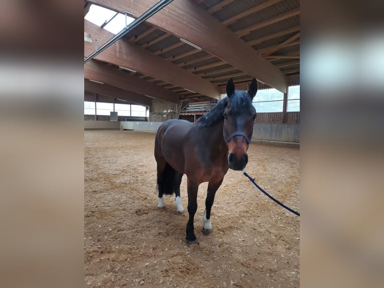 Freiberger Gelding 11 years 15,2 hh Bay-Dark in Bopfingen
