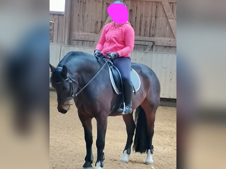 Freiberger Gelding 11 years 15,2 hh Bay-Dark in Bopfingen