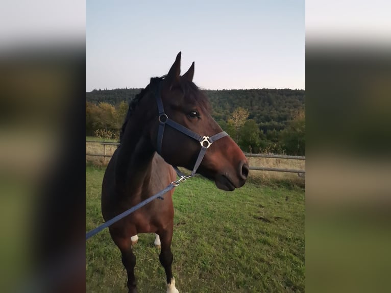 Freiberger Gelding 11 years 15,2 hh Bay-Dark in Bopfingen