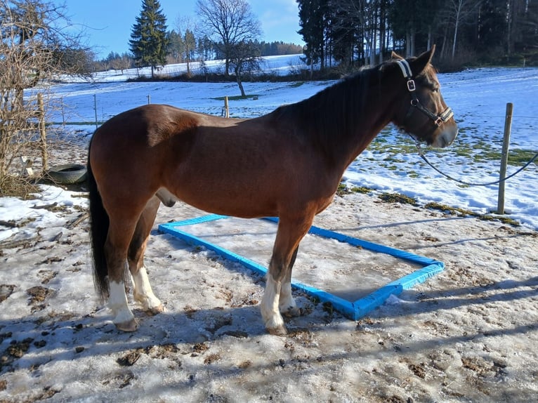 Freiberger Gelding 12 years 15.1 hh Brown in Schmiedrued