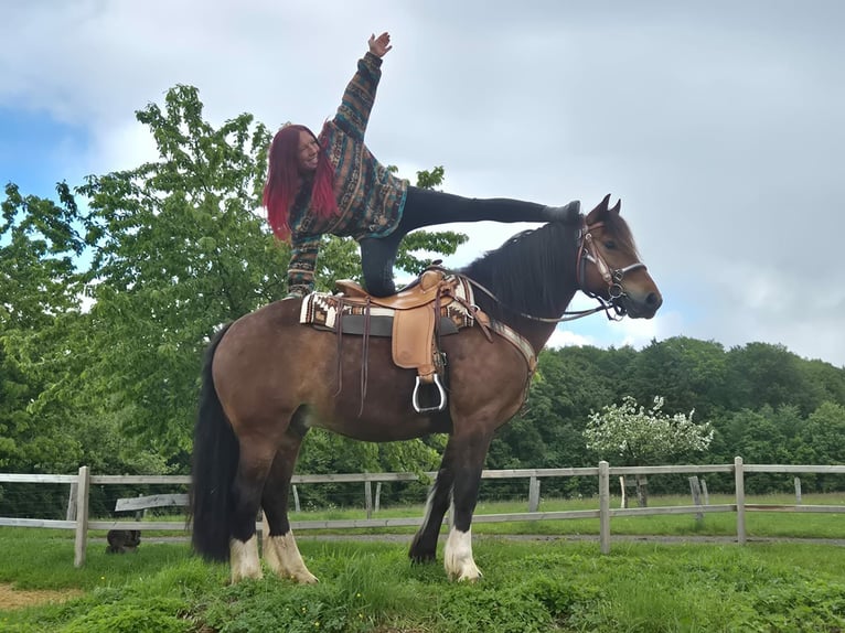 Freiberger Gelding 12 years 15.1 hh Brown in Linkenbach