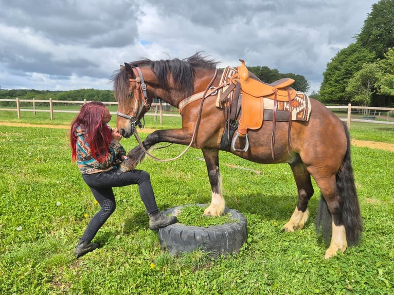 Freiberger Gelding 12 years 15.1 hh Brown in Linkenbach