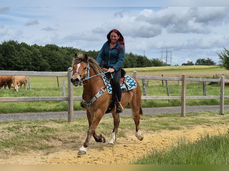 Freiberger Mix Gelding 12 years 15.1 hh Chestnut-Red in Linkenbach
