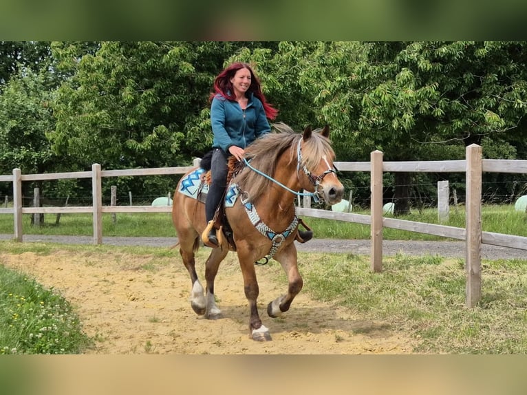 Freiberger Mix Gelding 12 years 15 hh Chestnut-Red in Linkenbach