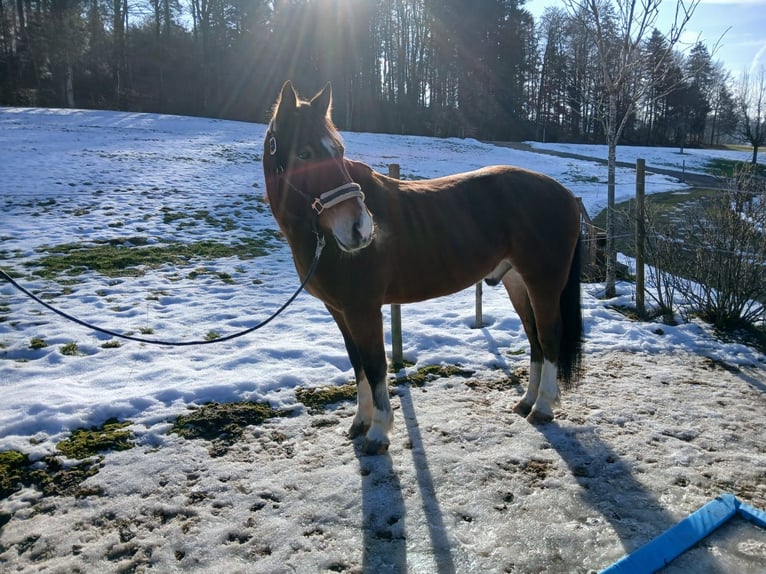 Freiberger Gelding 12 years 15,1 hh Brown in Schmiedrued