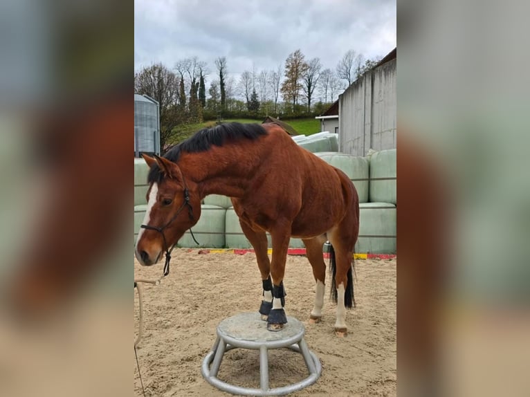 Freiberger Gelding 12 years 15,2 hh Brown in Ettiswil