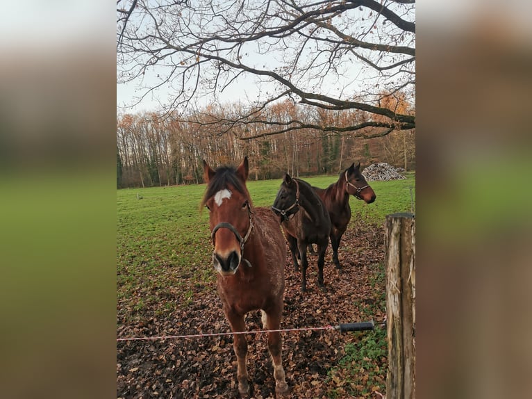 Freiberger Gelding 12 years 16 hh Brown-Light in Scheibenhardt