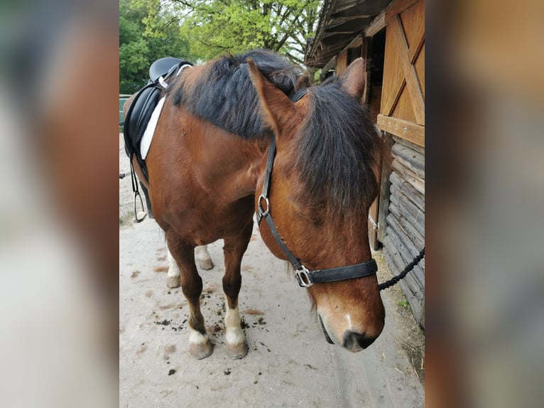 Freiberger Gelding 12 years 16 hh Brown-Light in Scheibenhardt