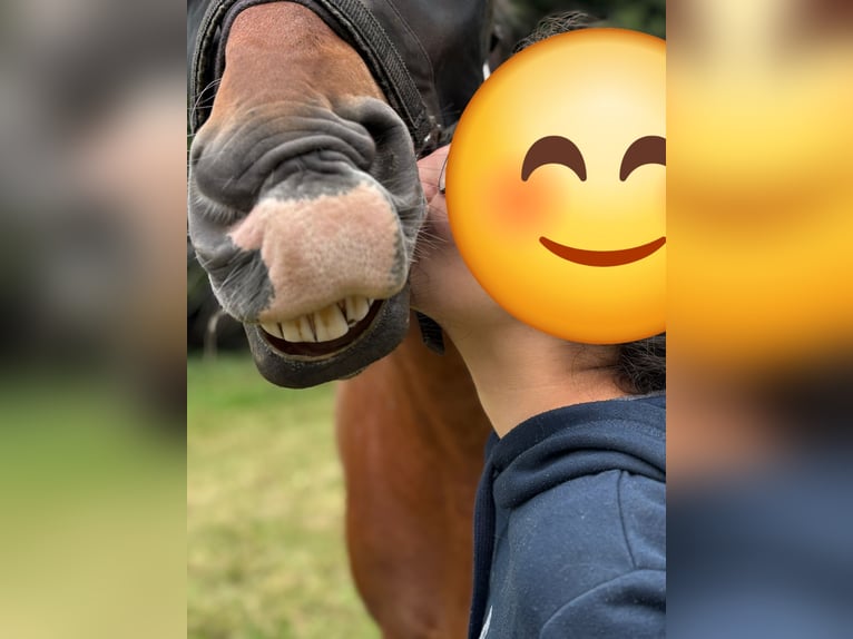 Freiberger Gelding 12 years 16 hh Brown-Light in Scheibenhardt