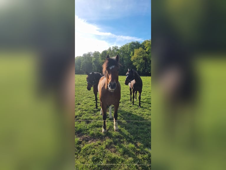 Freiberger Gelding 12 years 16 hh Brown-Light in Scheibenhardt