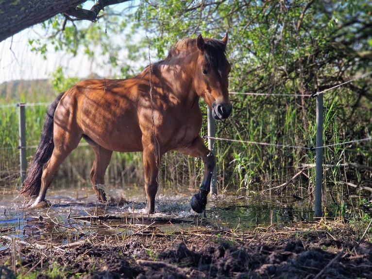 Freiberger Mix Gelding 13 years 15,1 hh Brown in Raisdorf