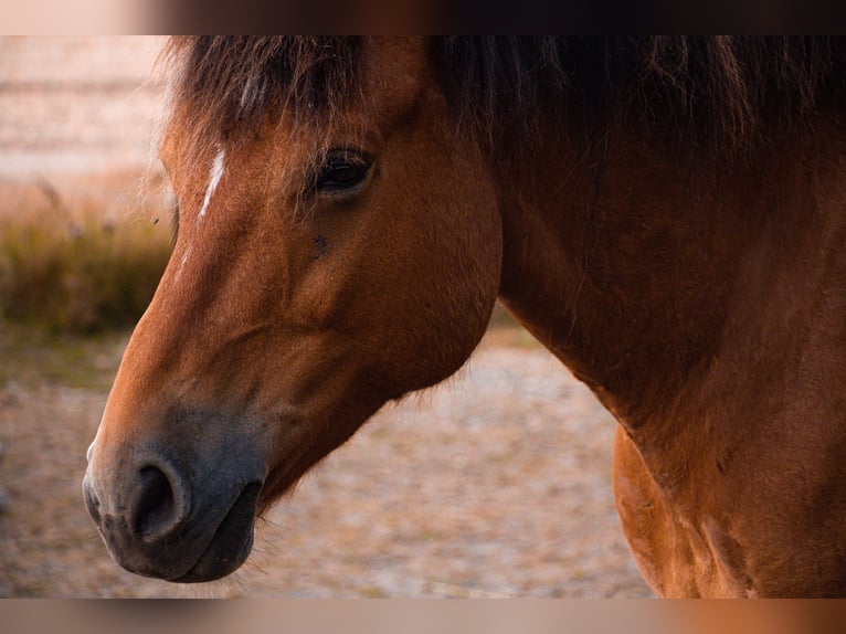 Freiberger Mix Gelding 13 years 15,1 hh Brown in Raisdorf