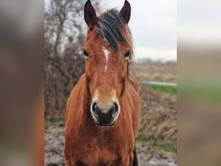 Freiberger Mix Gelding 13 years 15,1 hh Brown in Raisdorf