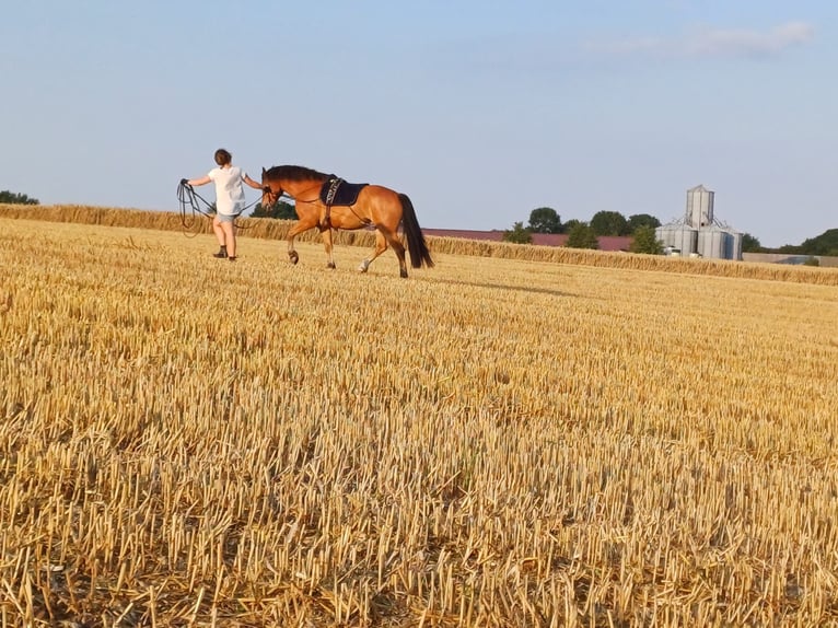 Freiberger Mix Gelding 13 years 15,1 hh Brown in Raisdorf