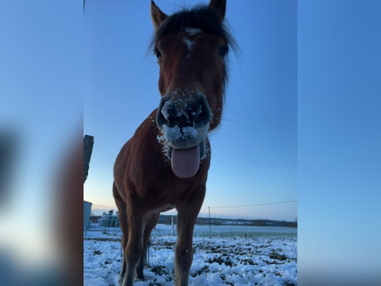 Freiberger Mix Gelding 13 years 15,1 hh Brown in Raisdorf