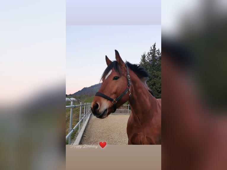 Freiberger Gelding 13 years 16 hh Brown in Meggen