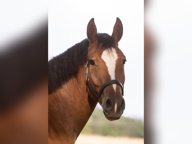 Freiberger Gelding 13 years 16 hh Brown in Berching