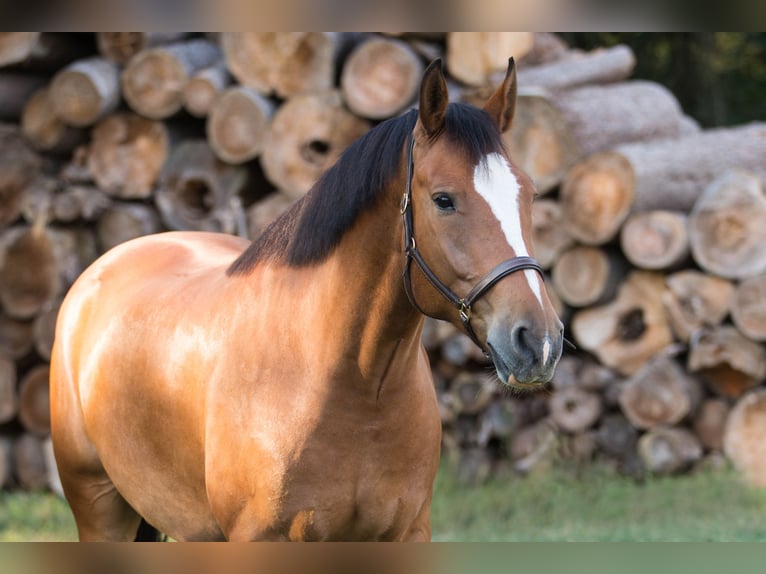Freiberger Gelding 13 years 16 hh Brown in Berching