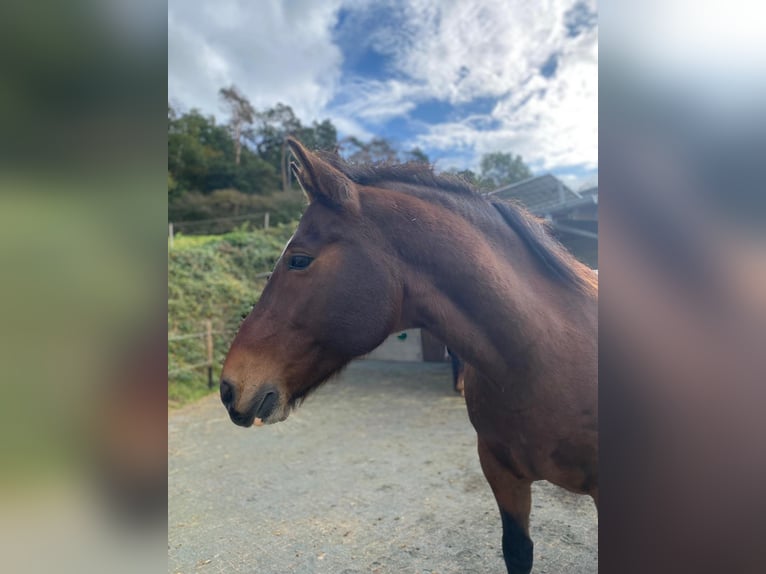 Freiberger Gelding 15 years 14,3 hh Bay-Dark in Geisig