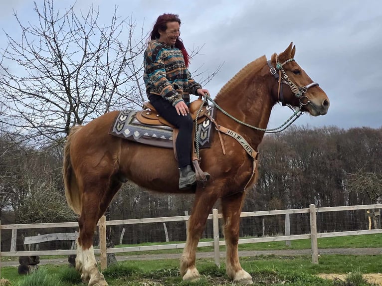 Freiberger Gelding 15 years 15.1 hh Chestnut-Red in Linkenbach