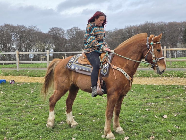 Freiberger Gelding 15 years 15.1 hh Chestnut-Red in Linkenbach