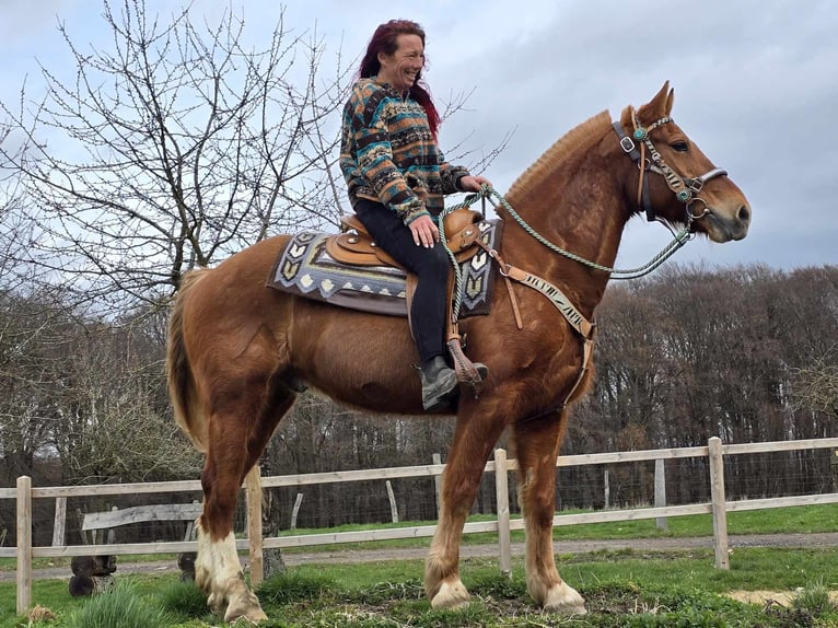 Freiberger Gelding 15 years 15.1 hh Chestnut-Red in Linkenbach
